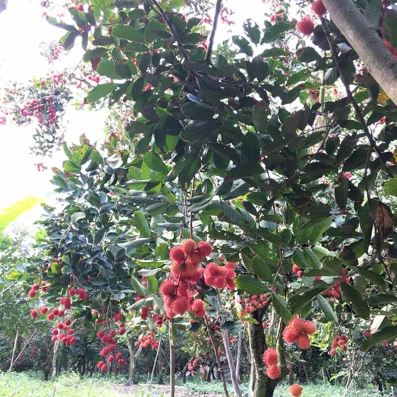 Miệt vườn Bến Tre và những trải nghiệm bạn không thể bỏ lỡ 7