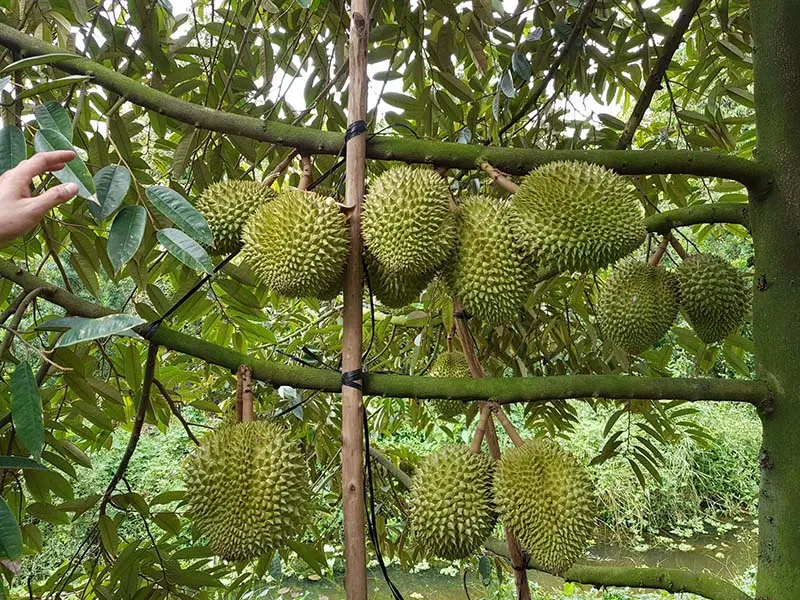 Miệt vườn Bến Tre và những trải nghiệm bạn không thể bỏ lỡ 3