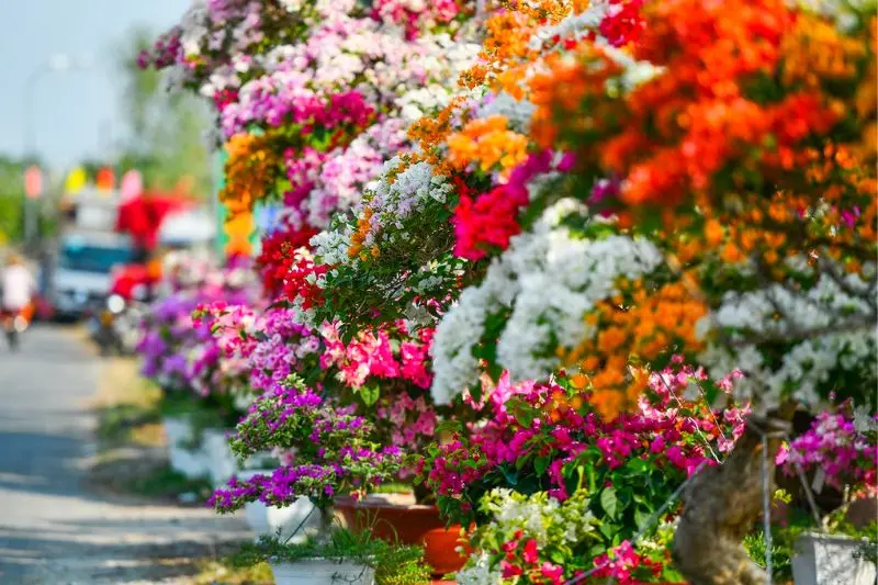 Ngắm L&agrave;ng hoa giấy Ph&uacute; Sơn Bến Tre v&agrave;o m&ugrave;a đẹp h&uacute;t hồn 5
