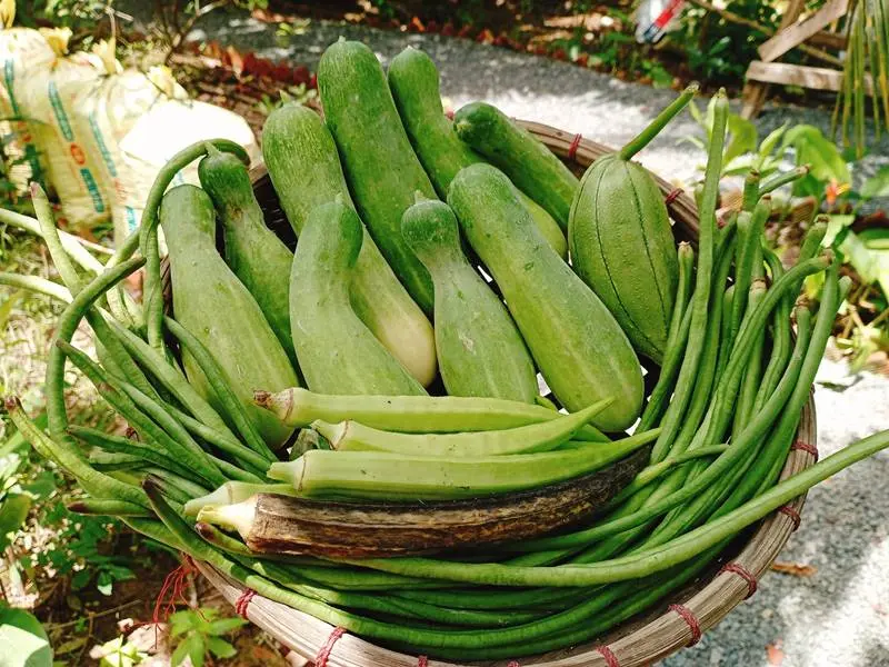 N&ocirc;ng Trại Thảnh Thơi, tọa độ farmstay độc đ&aacute;o tại Bến Tre 7