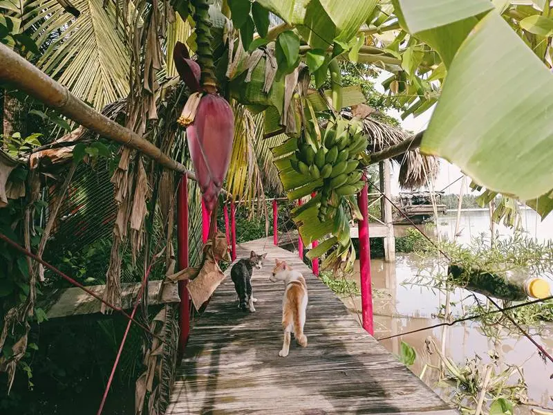 N&ocirc;ng Trại Thảnh Thơi, tọa độ farmstay độc đ&aacute;o tại Bến Tre 2