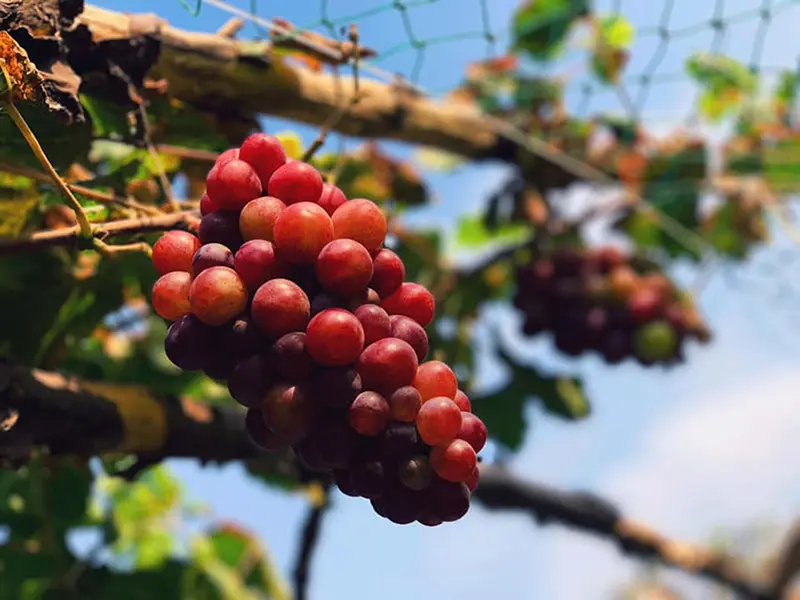 Thăm vườn nho Bảy Thiết trĩu quả giữa l&ograve;ng xứ dừa 4