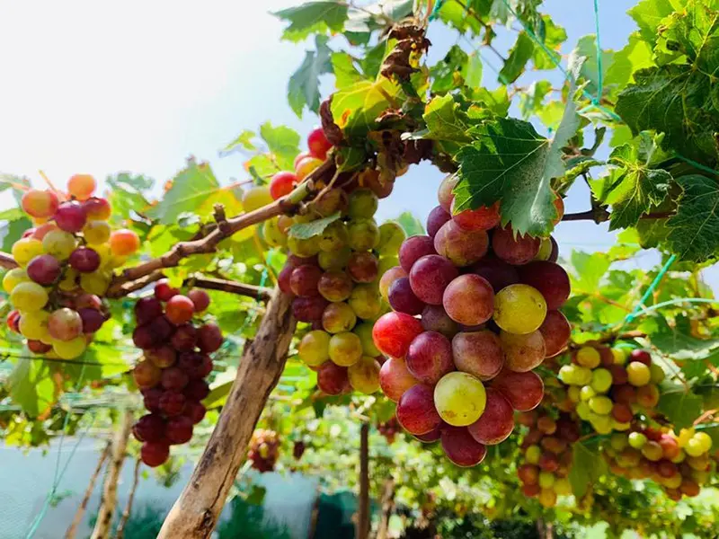 Thăm vườn nho Bảy Thiết trĩu quả giữa l&ograve;ng xứ dừa 6