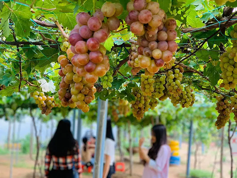 Thăm vườn nho Bảy Thiết trĩu quả giữa l&ograve;ng xứ dừa 7