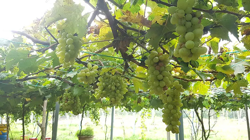 Thăm vườn nho Bảy Thiết trĩu quả giữa l&ograve;ng xứ dừa 2