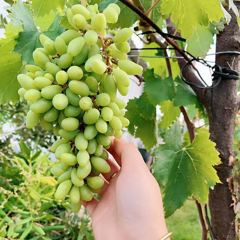 Thăm vườn nho Bảy Thiết trĩu quả giữa l&ograve;ng xứ dừa 9