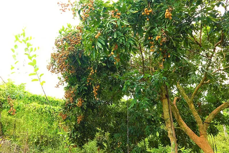 Về Cù lao Tam Hiệp du ngoạn phong cảnh sông nước hữu tình 6