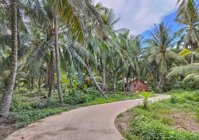 Về rừng dừa Bến Tre ngắm nh&igrave;n vẻ đẹp thanh b&igrave;nh, giản dị 3
