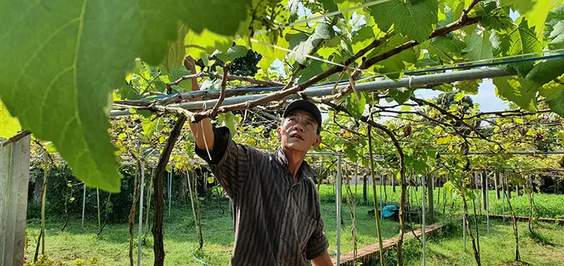 Vườn nho Nhà cổ Huỳnh Phủ, địa điểm check in không thể bỏ lỡ 4