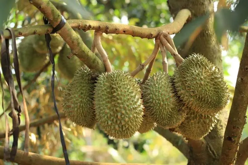 Vườn tr&aacute;i c&acirc;y C&aacute;i Mơn, tọa độ giải nhiệt ng&agrave;y nắng n&oacute;ng 4
