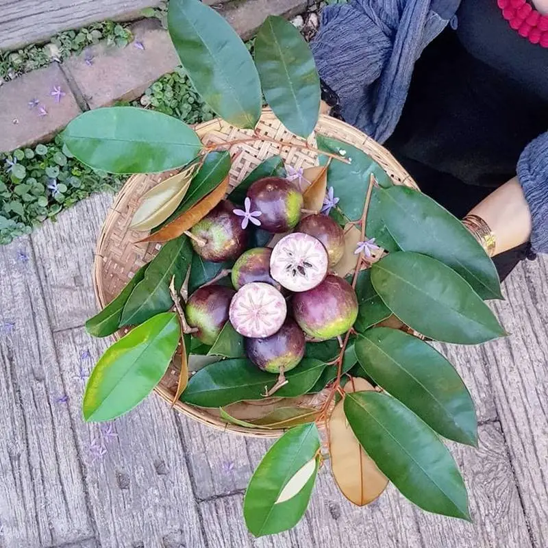 Vườn tr&aacute;i c&acirc;y C&aacute;i Mơn, tọa độ giải nhiệt ng&agrave;y nắng n&oacute;ng 5