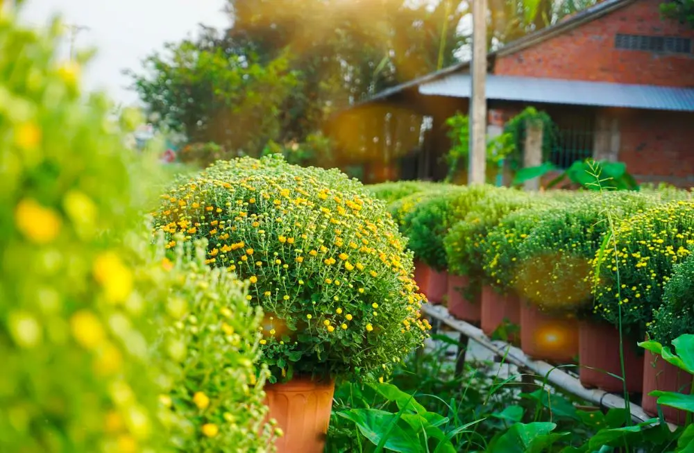 Làng hoa kiểng Cái Mơn - Chợ Lách đẹp từ thành phẩm cho đến cái nghề
