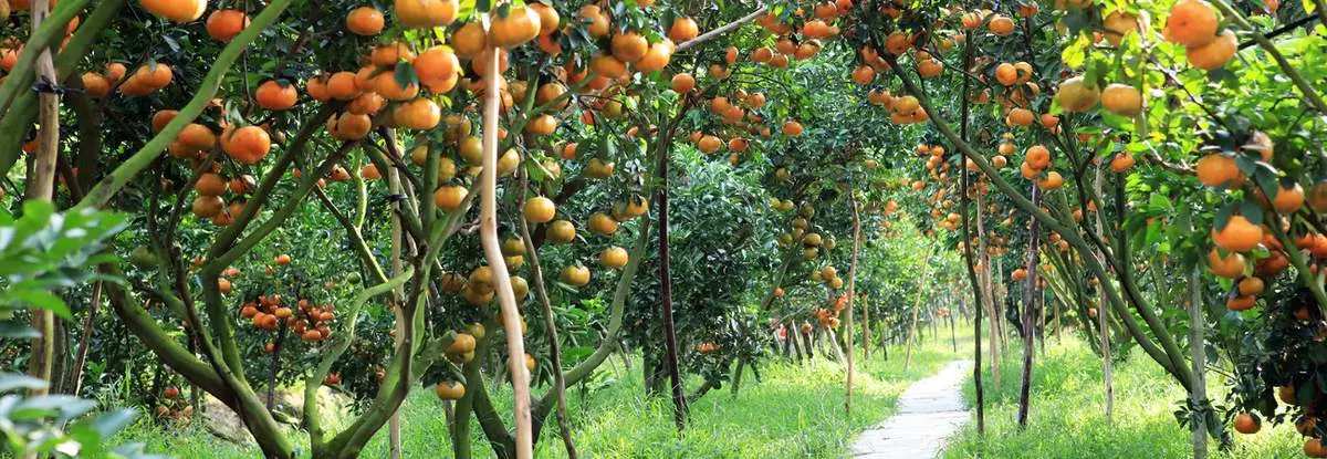 Miệt vườn Bến Tre và những trải nghiệm bạn không thể bỏ lỡ