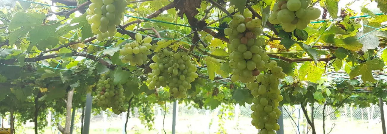 Thăm vườn nho Bảy Thiết trĩu quả giữa lòng xứ dừa