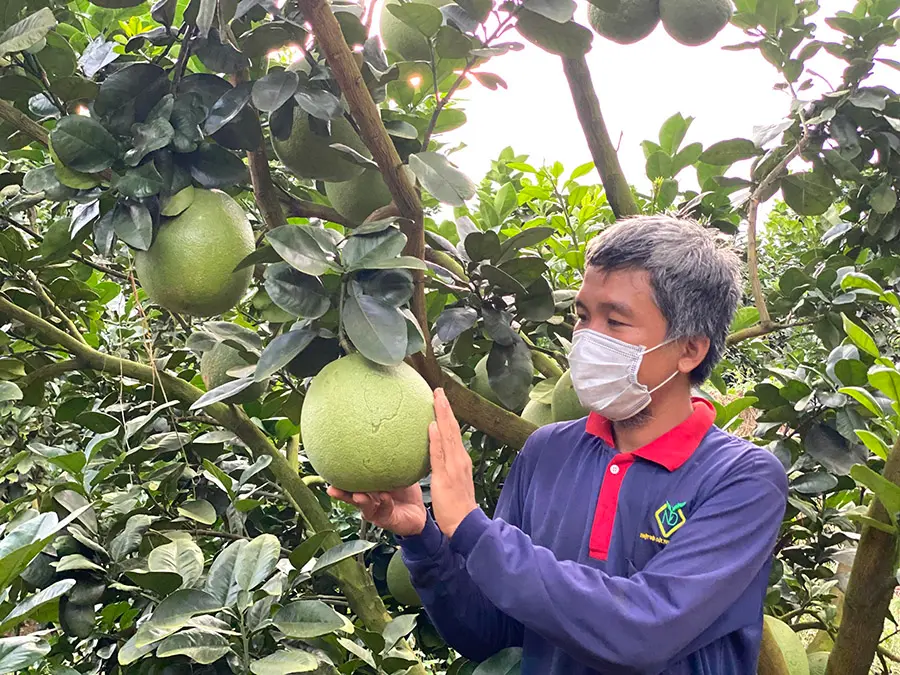 Bưởi da xanh Bến Tre, thức quả quý ở miệt vườn Nam Bộ 5