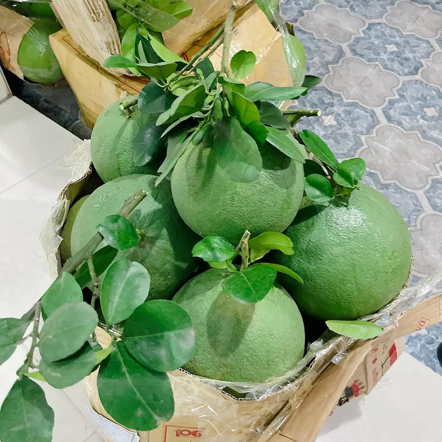 Bưởi da xanh Bến Tre, thức quả quý ở miệt vườn Nam Bộ 7