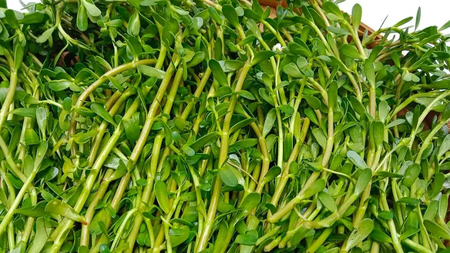 Cháo cá lóc rau đắng Bến Tre, món ngon miền quê sông nước 4
