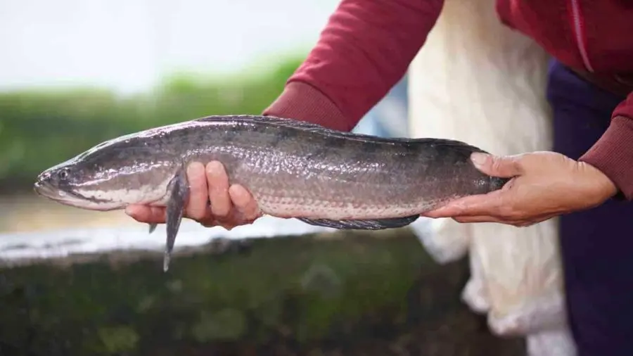 Cháo cá lóc rau đắng Bến Tre, món ngon miền quê sông nước 3