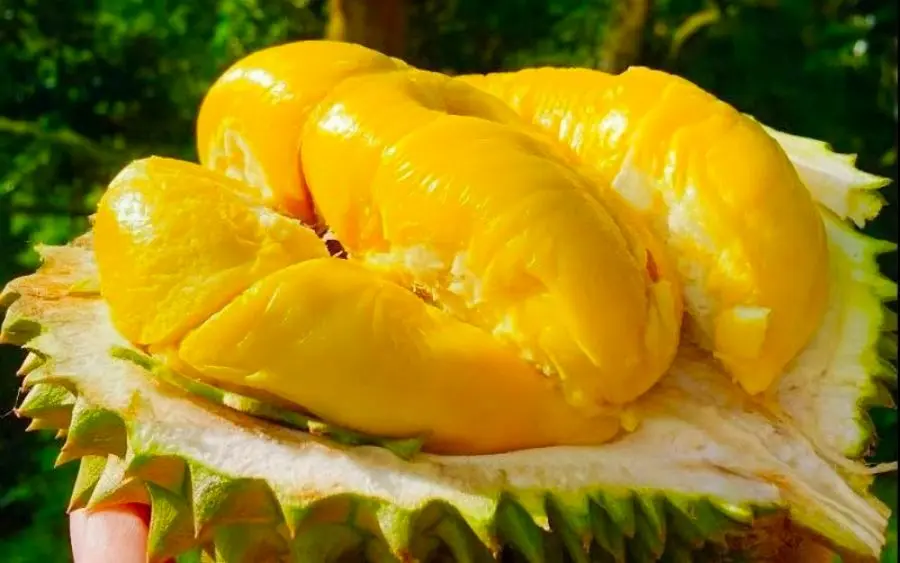Khám phá Sầu riêng Cái Mơn, đặc sản Bến Tre nổi tiếng gần xa 4