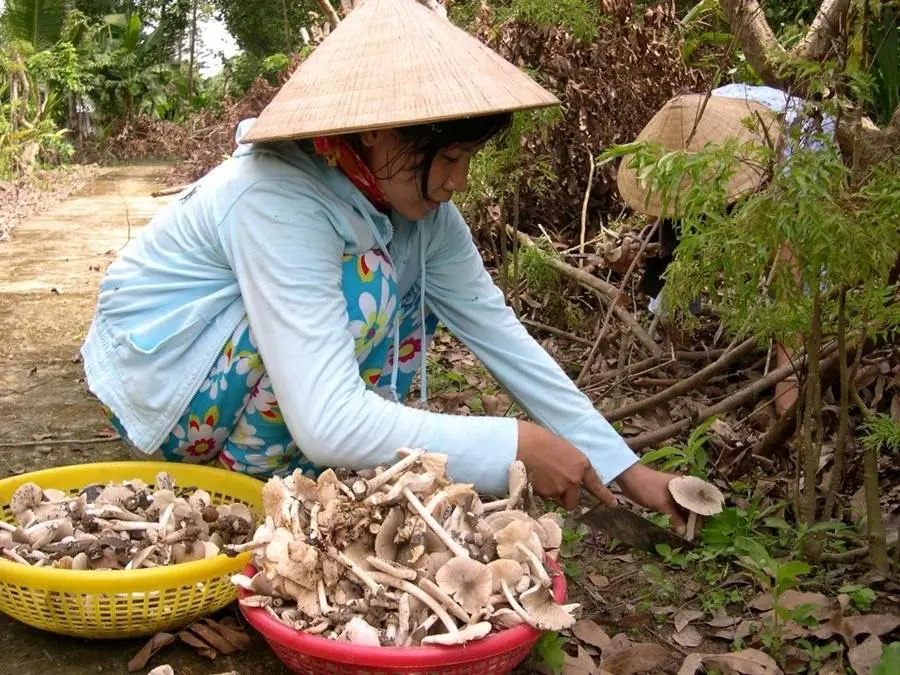 Nấm mối Bến Tre, đặc sản độc đ&aacute;o tr&ecirc;n qu&ecirc; hương xứ dừa 3