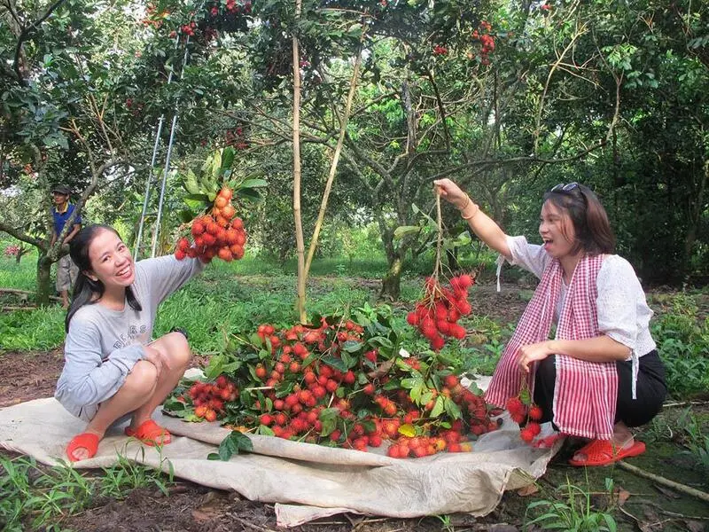 Xứ dừa Bến Tre c&oacute; g&igrave; chơi m&agrave; khiến bao người n&ocirc; nức gh&eacute; thăm? 12