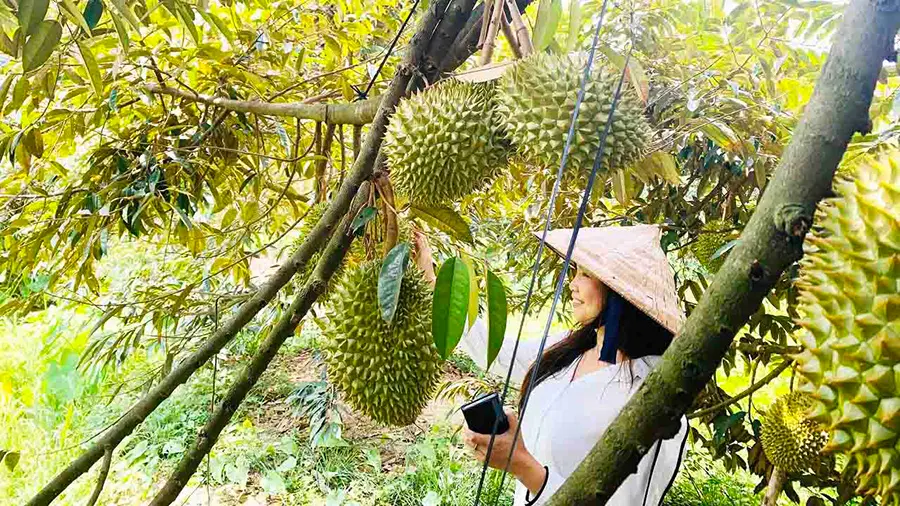 Lịch trình khám phá Bến Tre 2 ngày 1 đêm với nhiều kỷ niệm đáng nhớ 5