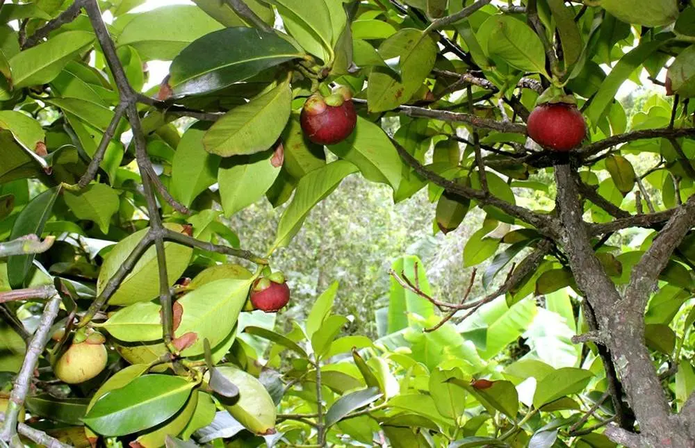 Măng cụt L&aacute;i Thi&ecirc;u v&agrave; niềm tự h&agrave;o của người d&acirc;n B&igrave;nh Dương 5