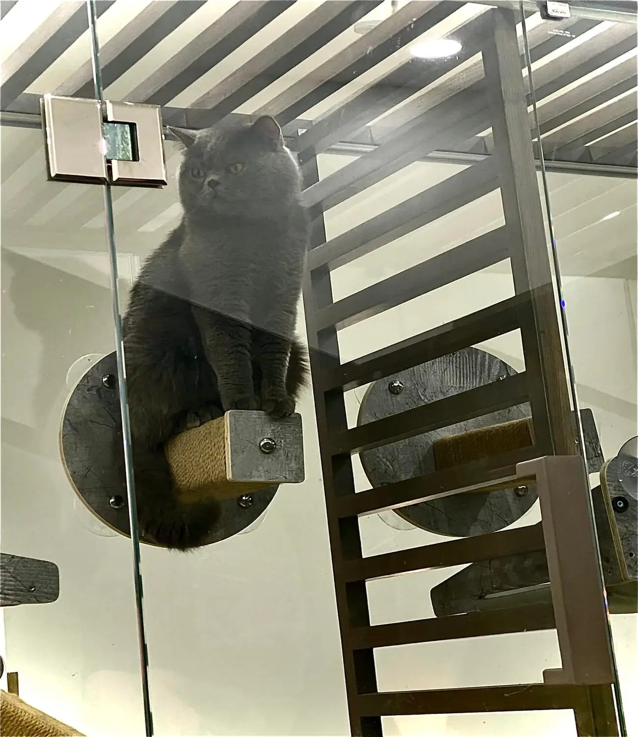 Nekohi Cat Coffee, cửa h&agrave;ng c&agrave; ph&ecirc; d&agrave;nh cho c&aacute;c bạn y&ecirc;u th&uacute; cưng 13
