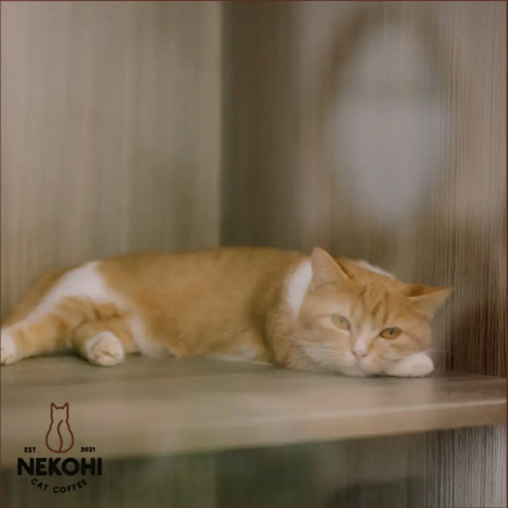 Nekohi Cat Coffee, cửa h&agrave;ng c&agrave; ph&ecirc; d&agrave;nh cho c&aacute;c bạn y&ecirc;u th&uacute; cưng 15