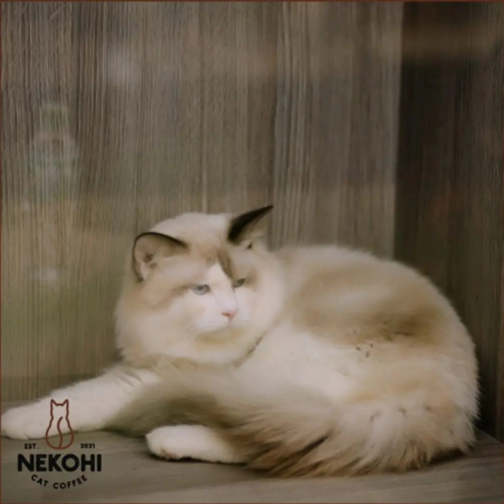 Nekohi Cat Coffee, cửa h&agrave;ng c&agrave; ph&ecirc; d&agrave;nh cho c&aacute;c bạn y&ecirc;u th&uacute; cưng 14