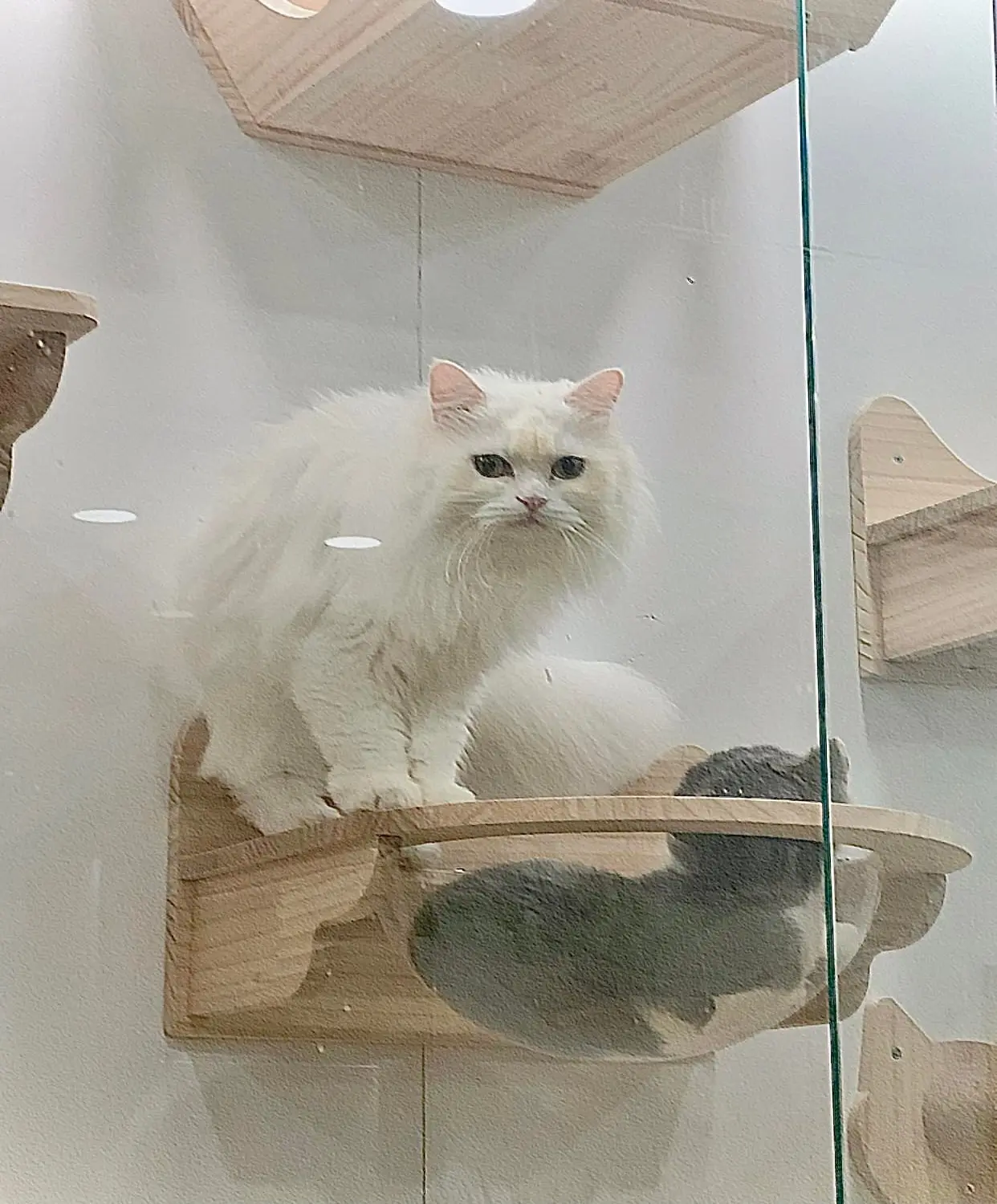 Nekohi Cat Coffee, cửa h&agrave;ng c&agrave; ph&ecirc; d&agrave;nh cho c&aacute;c bạn y&ecirc;u th&uacute; cưng 12