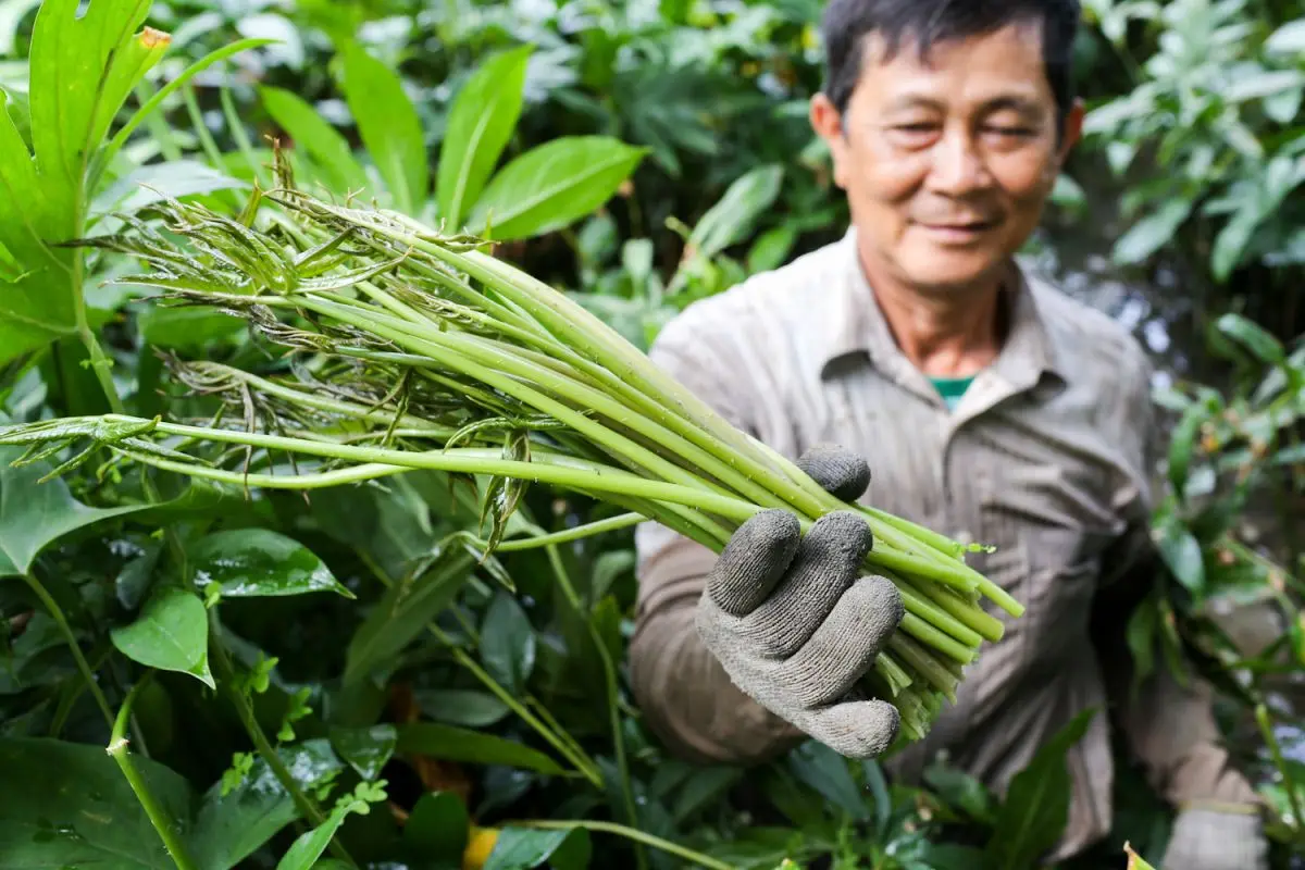 Thử ngay rau m&oacute;p từ c&acirc;y mọc dại trở th&agrave;nh đặc sản B&igrave;nh Dương nức tiếng 2