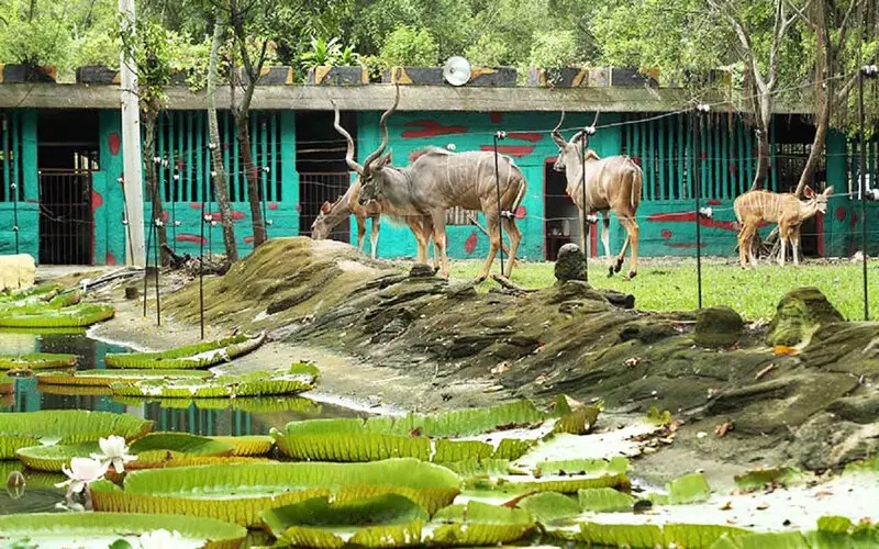 Thư gi&atilde;n tại vườn th&uacute; Đại Nam kh&aacute;m ph&aacute; thi&ecirc;n nhi&ecirc;n hoang d&atilde; 3