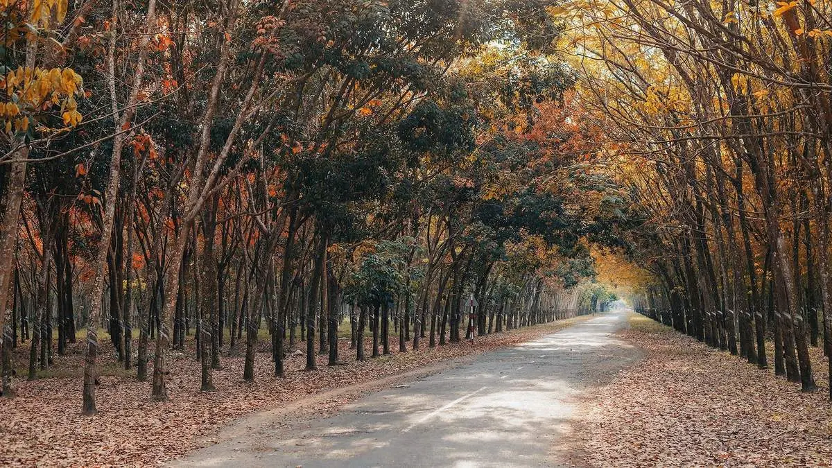 Chia sẻ kinh nghiệm đi rừng cao su m&ugrave;a thay l&aacute; đẹp ngỡ trời T&acirc;y 2
