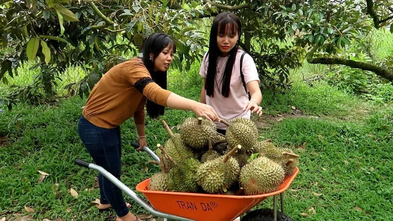 Kinh nghiệm kh&aacute;m ph&aacute; vườn tr&aacute;i c&acirc;y L&aacute;i Thi&ecirc;u từ A-Z 6