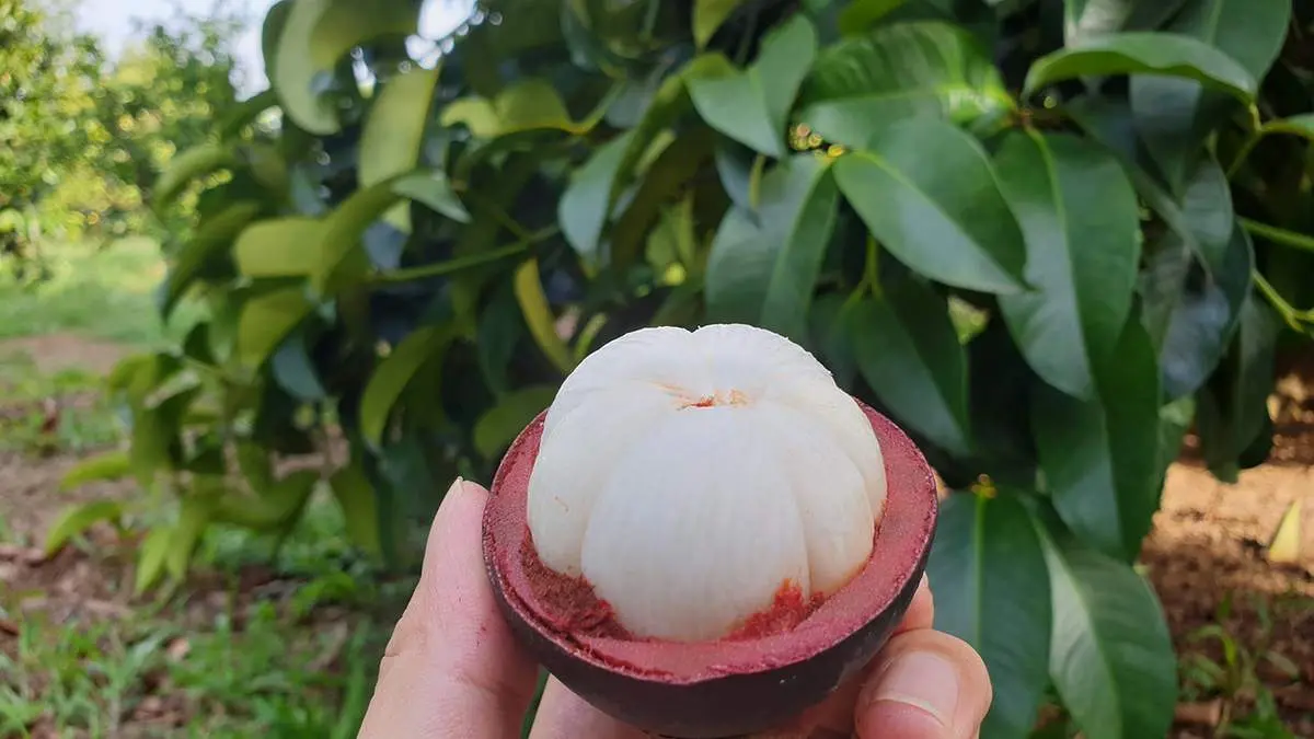 Bỏ t&uacute;i kinh nghiệm phượt bụi Dĩ An L&aacute;i Thi&ecirc;u từ A đến Z 5