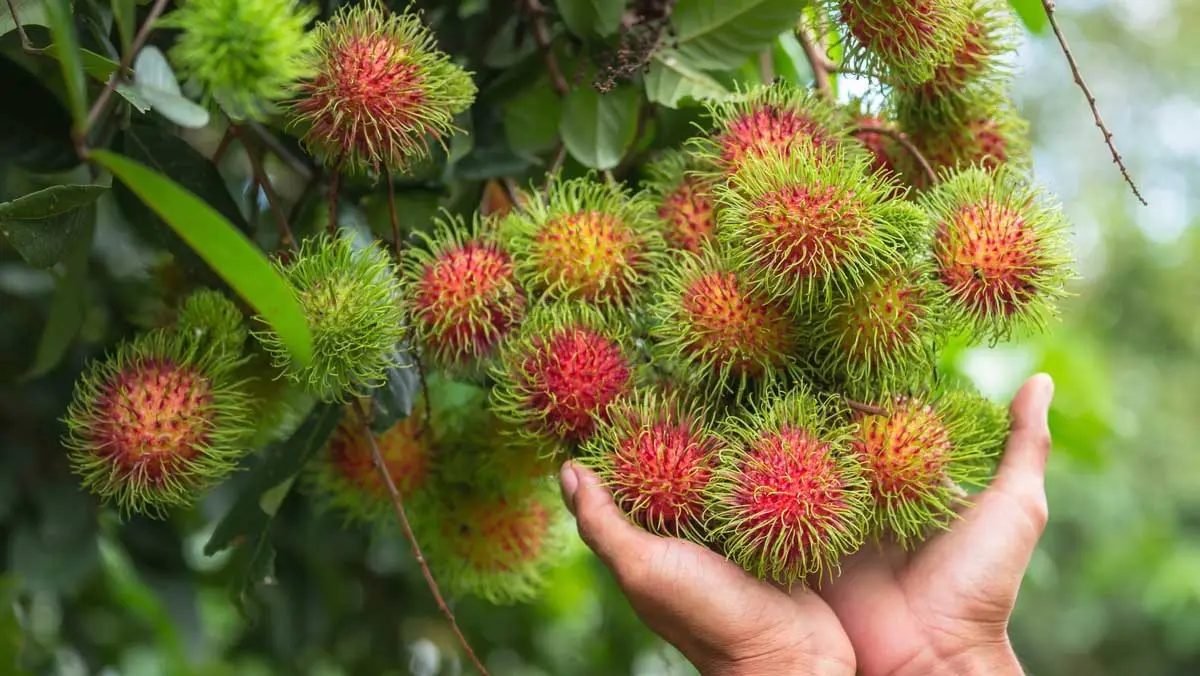 Gợi &yacute; lịch tr&igrave;nh 1 ng&agrave;y kh&aacute;m ph&aacute; vườn tr&aacute;i c&acirc;y L&aacute;i Thi&ecirc;u cực vui 2