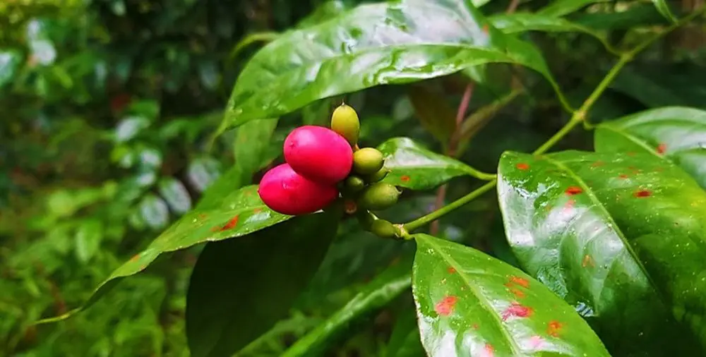 Đặc sản L&aacute; nh&iacute;p d&acirc;n d&atilde; thường xuy&ecirc;n xuất hiện trong m&acirc;m cơm người B&igrave;nh Phước 3