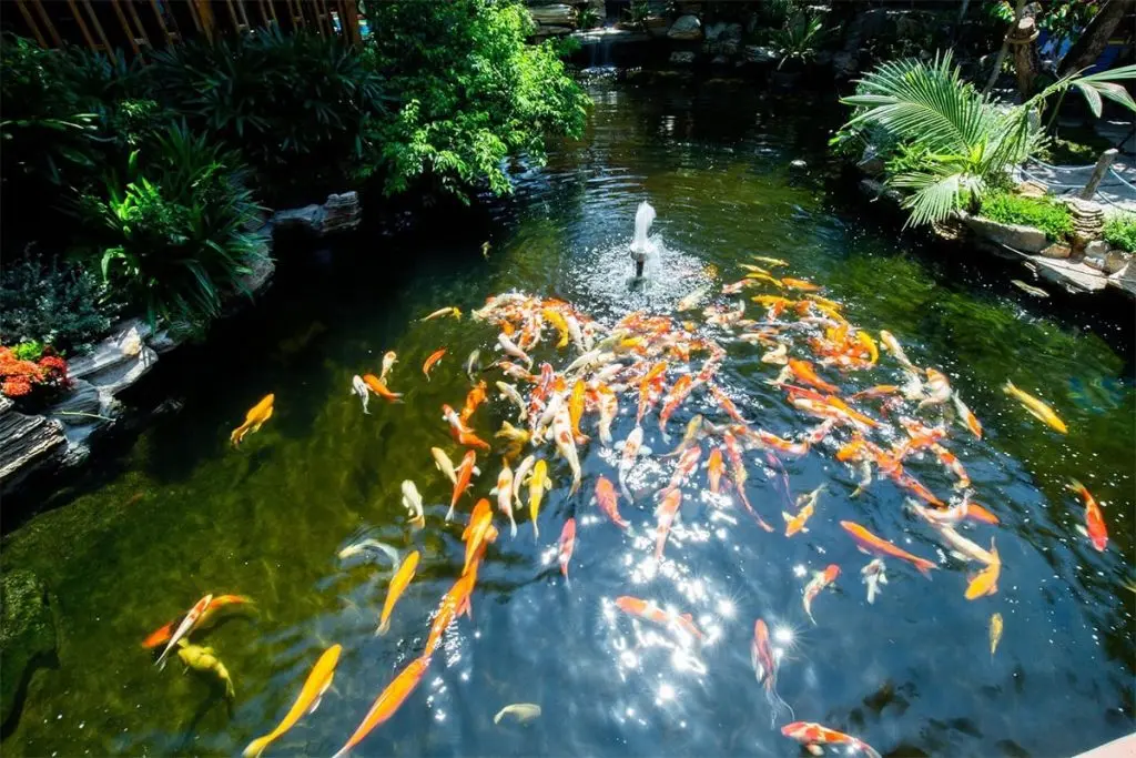 Đến Trầm Koi Garden Coffee tận hưởng kh&ocirc;ng gian nh&agrave; vườn an tĩnh 4