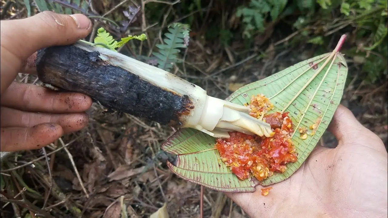 Thưởng thức Đọt m&acirc;y nướng, đặc sản thơm ngon từ n&uacute;i rừng B&igrave;nh Phước 3