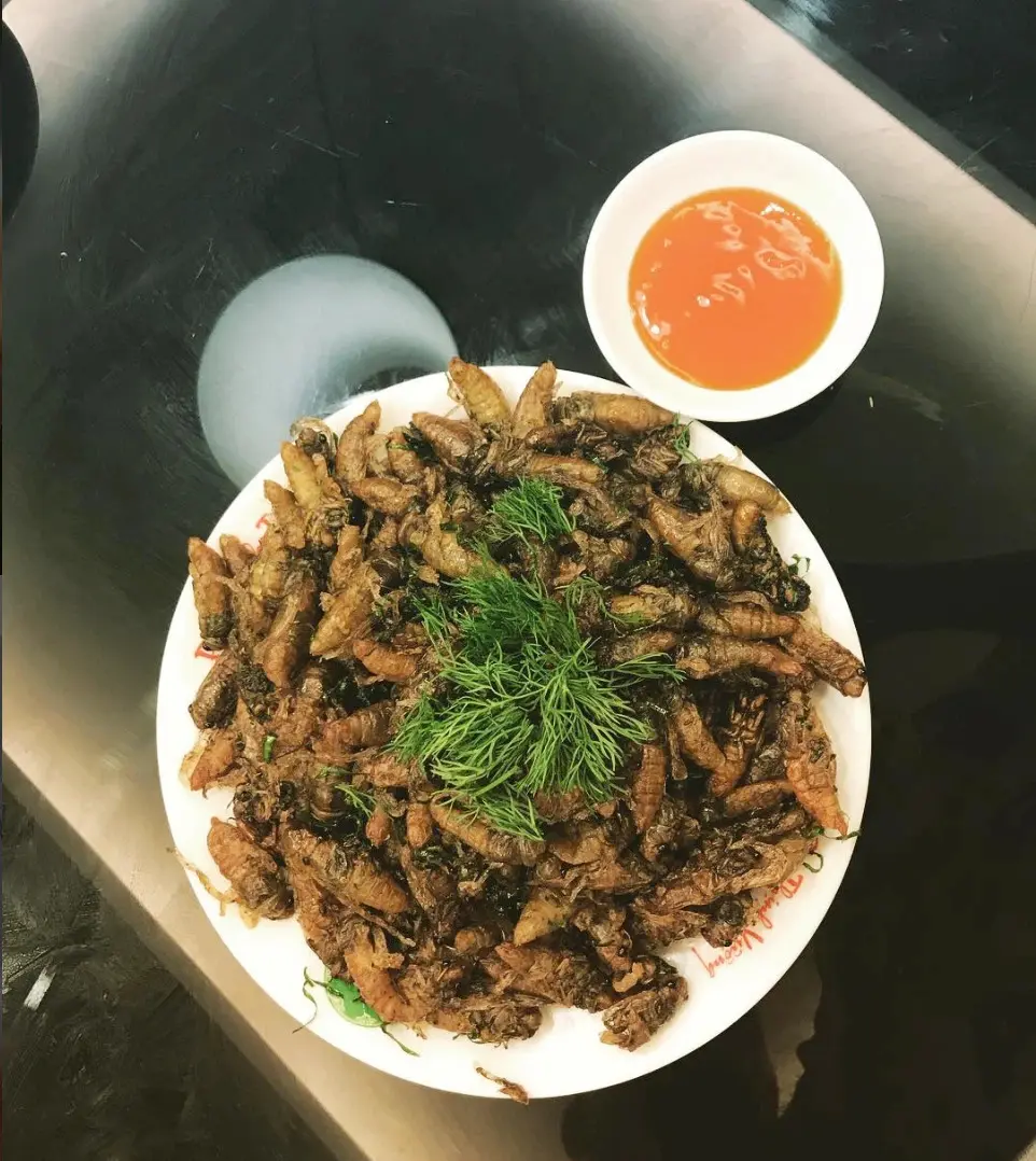 Ve sầu chi&ecirc;n gi&ograve;n, đặc sản độc nhất v&ocirc; nhị của v&ugrave;ng B&igrave;nh Phước 2