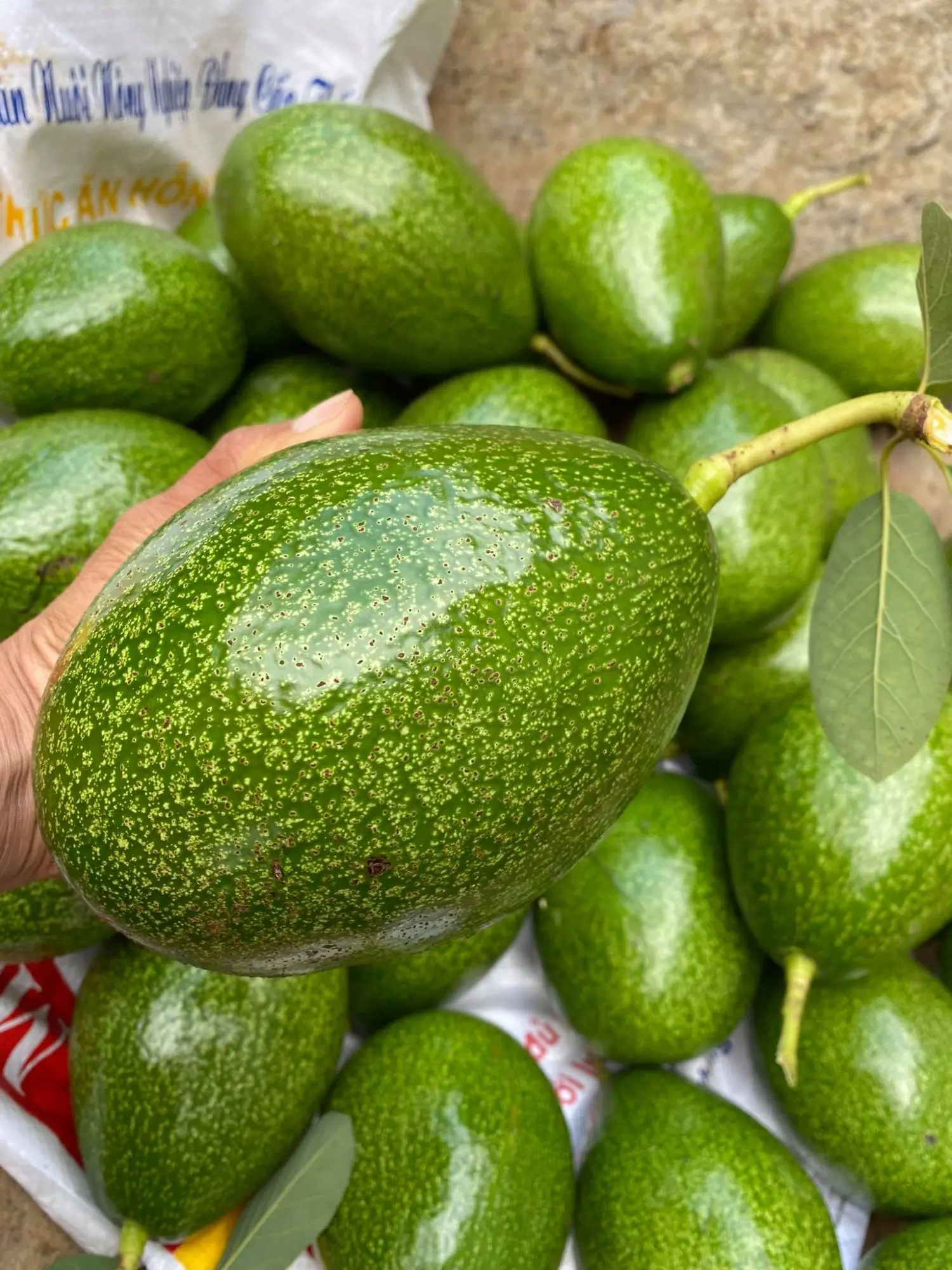 Bơ s&aacute;p DakLak, trứ danh v&ugrave;ng đất đại ng&agrave;n 5