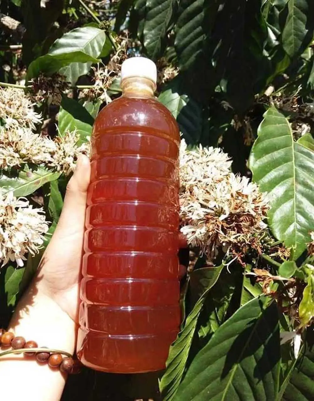 Đi Bu&ocirc;n Ma Thuột mua g&igrave; l&agrave;m qu&agrave;, tưởng kh&ocirc;ng dễ nhưng lại dễ kh&ocirc;ng tưởng 3