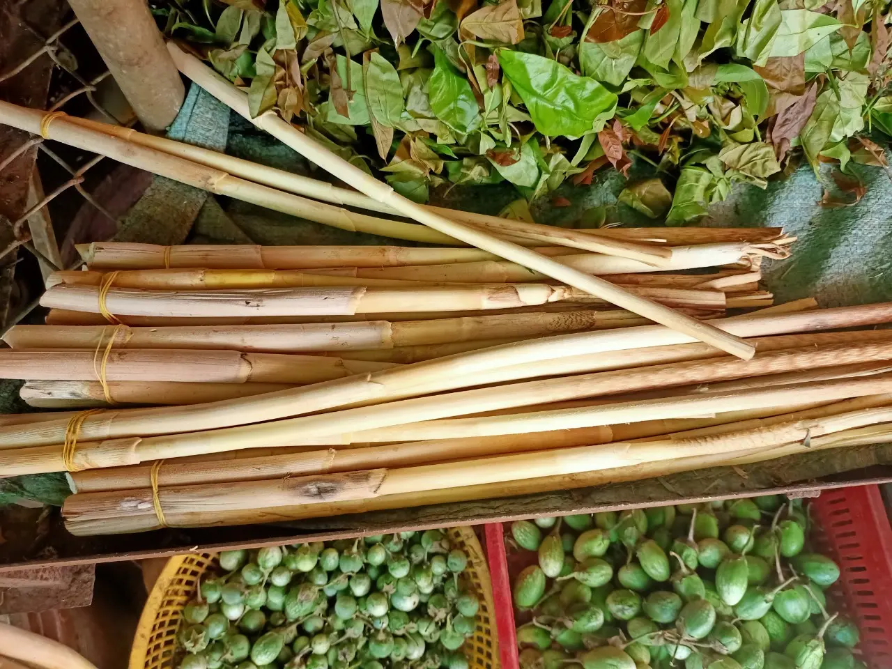 Đọt m&acirc;y gai DakLak, đặc sản độc đ&aacute;o của n&uacute;i rừng T&acirc;y Nguy&ecirc;n 4