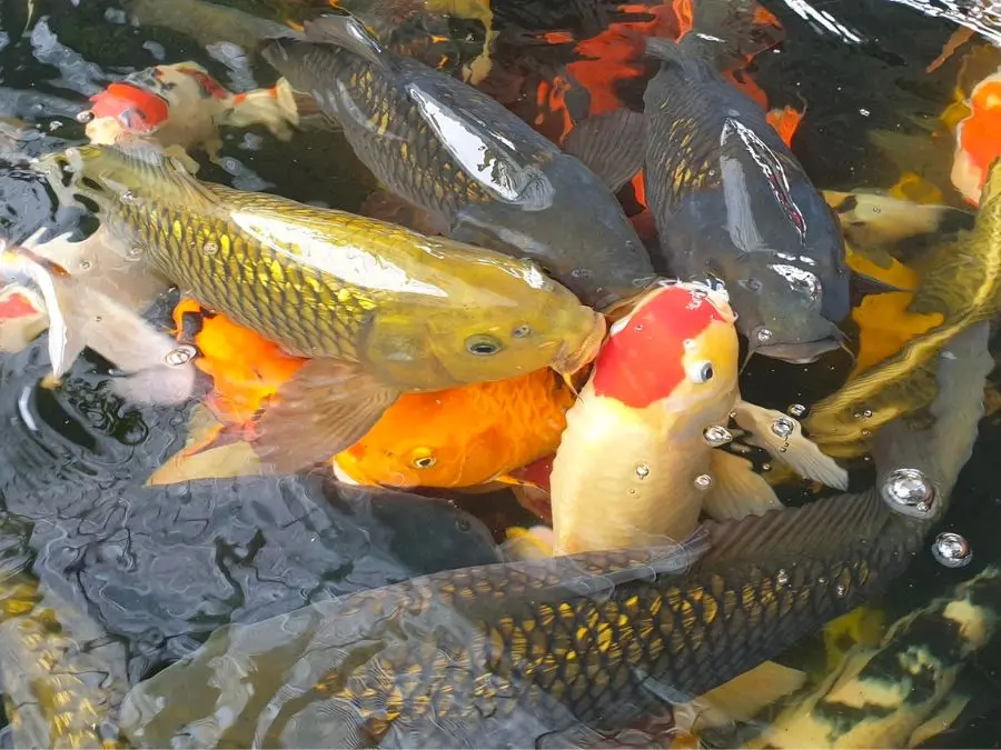 5 qu&aacute;n cafe c&aacute; koi C&agrave; Mau view đẹp c&oacute; thể bạn chưa biết 4