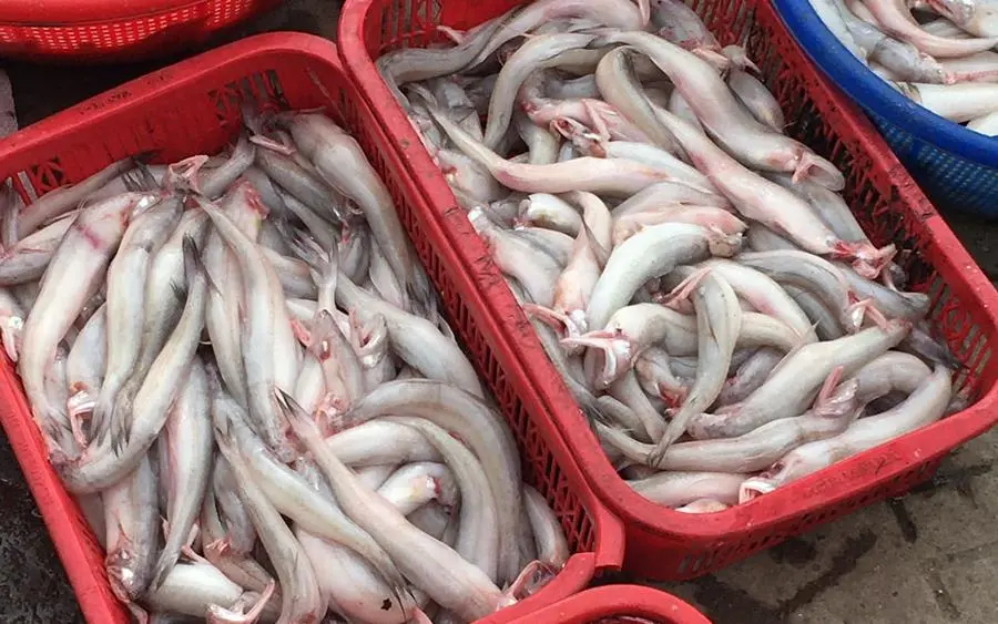 C&aacute; kh&ocirc; khoai chấm nước mắm me, đặc sản d&acirc;n d&atilde; miệt xứ C&agrave; Mau 3