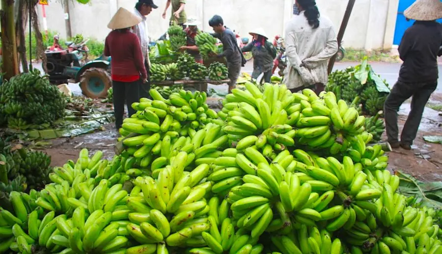 Đặc sản Chuối kh&ocirc; C&agrave; Mau thơm ngon nức tiếng gần xa 3