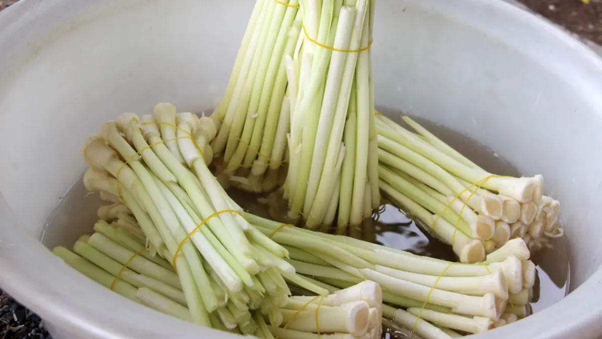 Thưởng thức Bồn bồn C&agrave; Mau, đặc sản d&acirc;n d&atilde; của v&ugrave;ng đất mũi 5