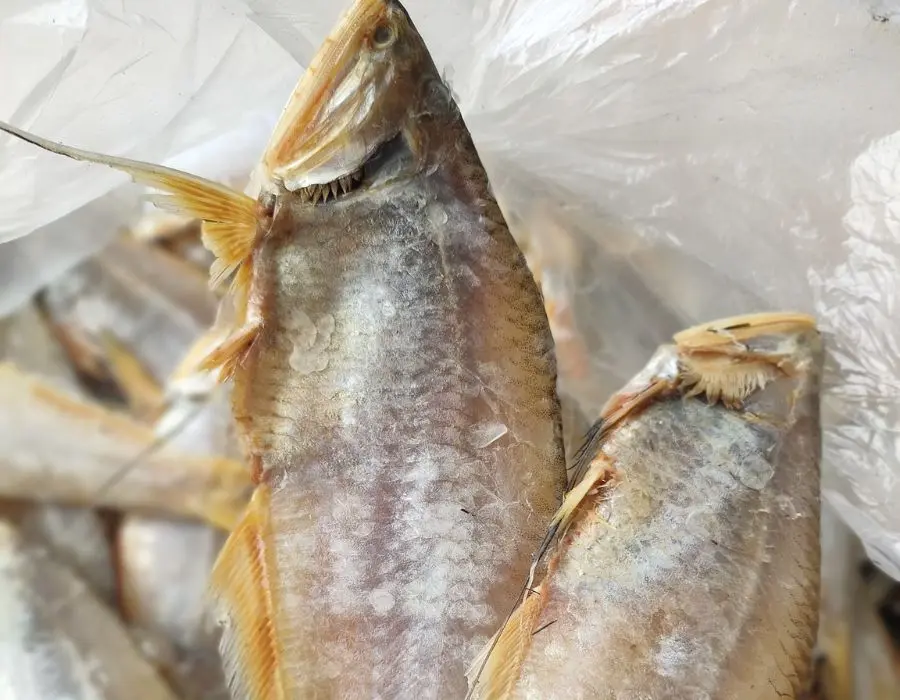 Thưởng thức C&aacute; lẹp v&agrave;ng C&agrave; Mau thơm ngon kh&oacute; cưỡng 2