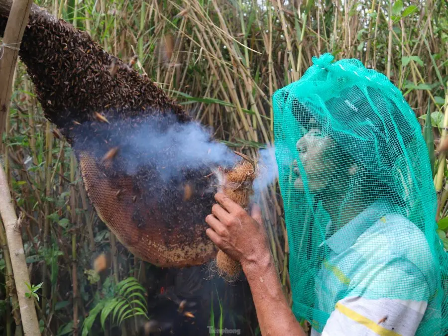 Đặc sắc Nghề g&aacute;c k&egrave;o ong ở rừng U Minh Hạ C&agrave; Mau 5